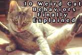 10 Weird Cat Behaviors Explained