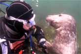 Adorable Seal Asks Diver For A Belly Rub