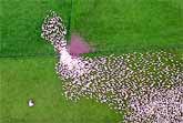 Amazing Aerial Footage Of Sheep Herding In New Zealand