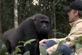 A Moving Gorilla Reunion