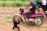 Baby Chimp Crying To Ride A Motorcycle