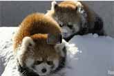 Baby Pandas In Snow