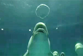 Whales Blow Bubble Rings