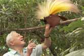 Bird Of Paradise Interrupts David Attenborough