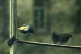 Birds Ultra-Slow Motion