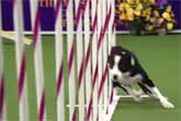 Border Collie Races Through Agility Course With Incredible Speed