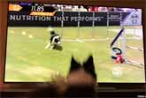 Border Collie Watching Herself On TV Win the 2017 Purina Pro Challenge