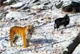 Brave Goat Becomes Friends With A Tiger Who Was Supposed To Eat Him