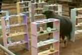A Bull In A China Shop