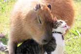 Capybara - The World's Largest Pet Rodent