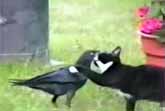 Cat & Crow = Friends