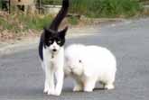 Cat And Fluffy Bunny Go For A Walk Together In Japan