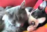 Cat and Puppy