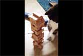 Cat Is Very Good At Playing Jenga