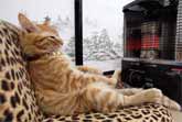 Cat Relaxing In Front Of The Fireplace