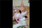 Cat Sings 'If You�re Happy And You Know It' With His Human