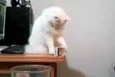 Cats Knocking Stuff Over Compilation