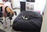 Cats Stealing Dog Beds