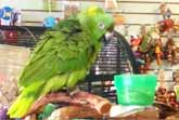 Cheerful Parrot Sings 'Everything Is Awesome'