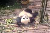Clingy Baby Panda Qi Yi Becomes An Internet Sensation