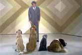 Comedy Act For Dogs - Steve Martin