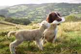 Compassionate Dog Feeds Orphaned Lamb With Bottle