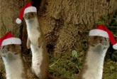 Cute Animal Christmas Song