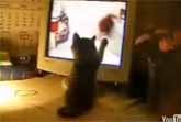 Cute Kitten Watching Cat Video