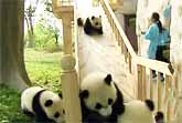 Cute Pandas Playing On The Slide