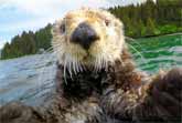 Cute Sea Otters Intimately Filmed By Spy Camera - BBC Documentary