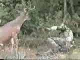Deer Gets Revenge on Hunter