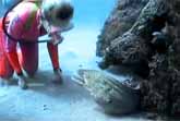 Diver Befriends A Spotted Moray Eel