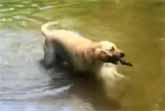 Dog Accidentally Performs Most Impressive Trick