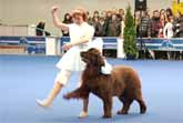 Dog Dancing Championship - ABBA - 'Head Over Heels'