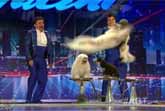 Dog Doing Back-Flips - America's Got Talent 2012