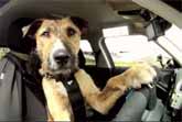 Dog Drives Car