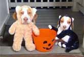 Dogs Go Trick-or-Treating on Halloween