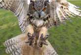 Eagle Owl in Flight @ 1000 fps