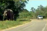 Elephant Hiding on the Side of the Road
