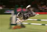 Fastest Runs From The Agility Championship Final At Crufts 2017