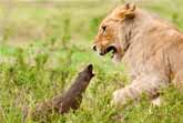 Fearless Mongoose Fends Off Four Lions
