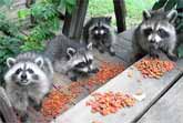 Five Baby Raccoons Enjoy An Afternoon Snack