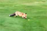 Fox Frustrates Golfers
