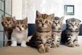 Funny And Adorable Kittens