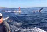 Girl Surfing with Dolphins