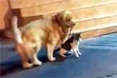 Golden Retriever Keeps Cat Friend From Getting into a Fight