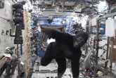 Gorilla At The International Space Station