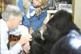 Gorilla Tells Mr. Rogers She Loves Him