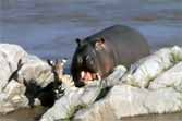 Helpful Hippo Rescues Helpless Animals From River