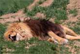Hercules the Lion Roars in His Sleep